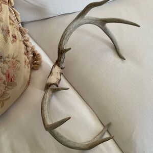 Vintage Deer antler